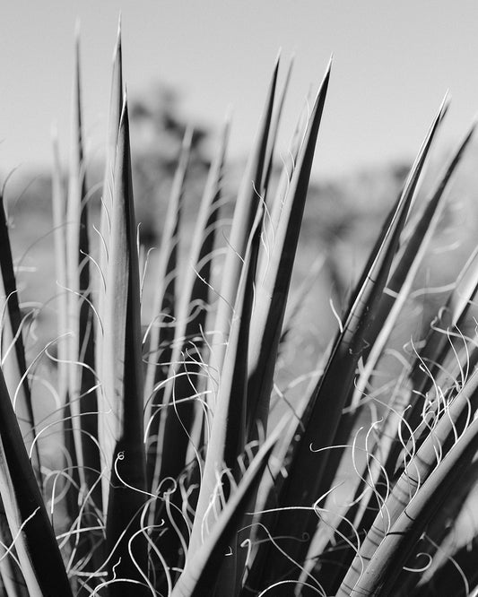 Agave B&W Print