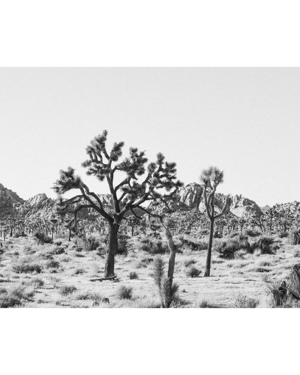 Joshua Tree Horizontal Print