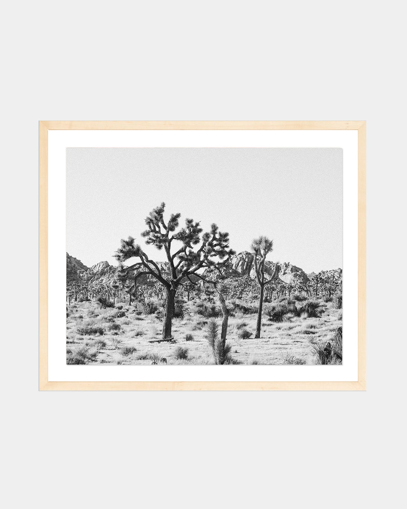 Joshua Tree Horizontal Print