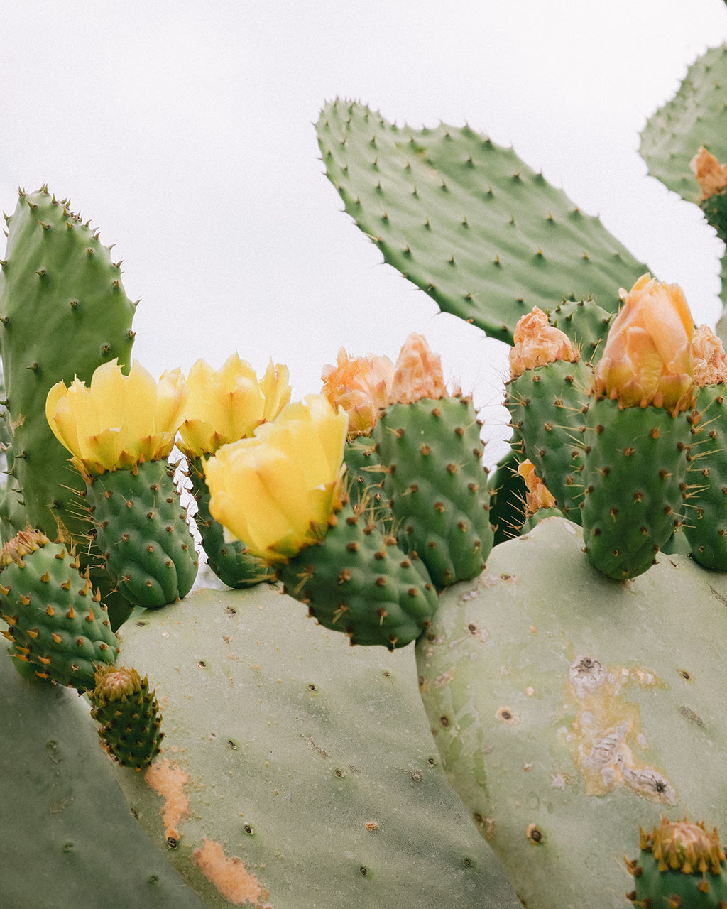 Prickly Pear Print