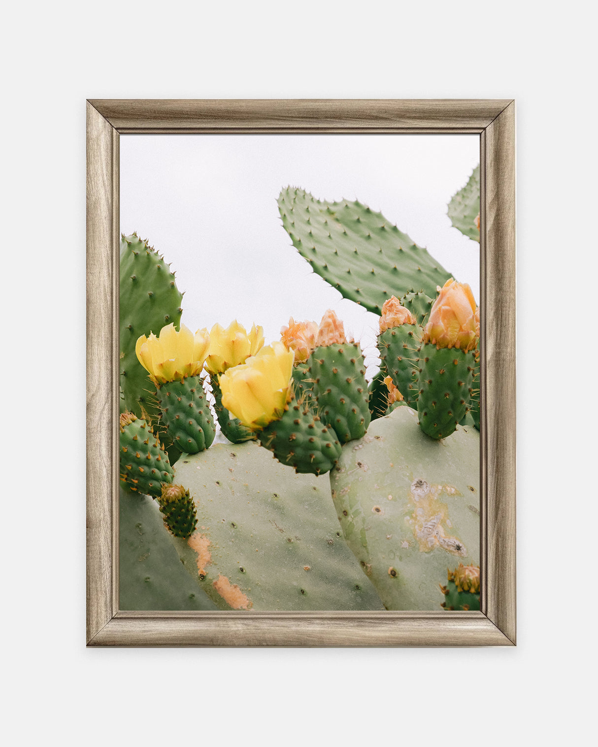 Prickly Pear Print