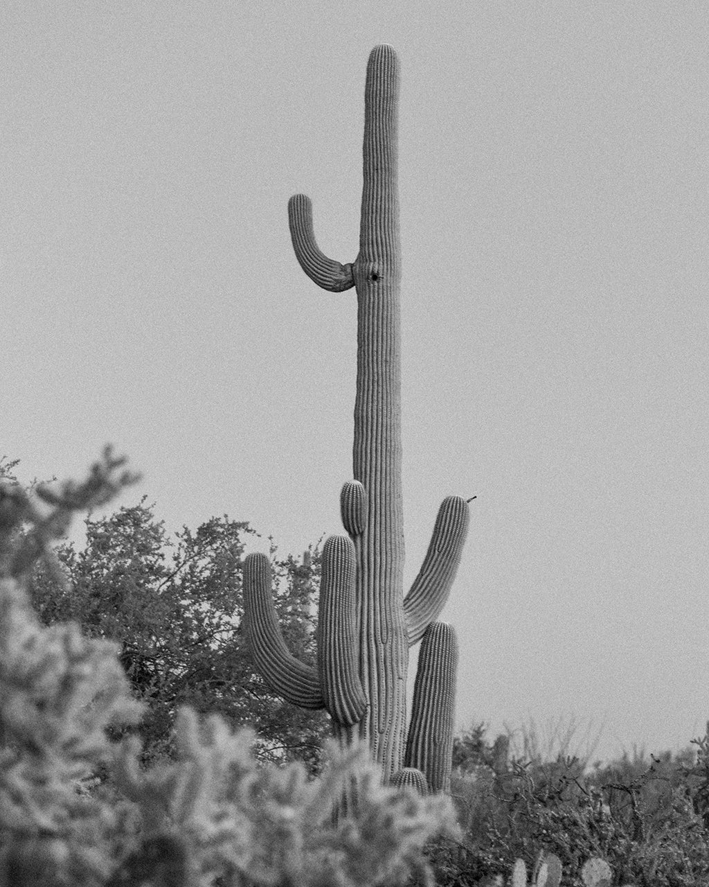 Saguaro Print #3