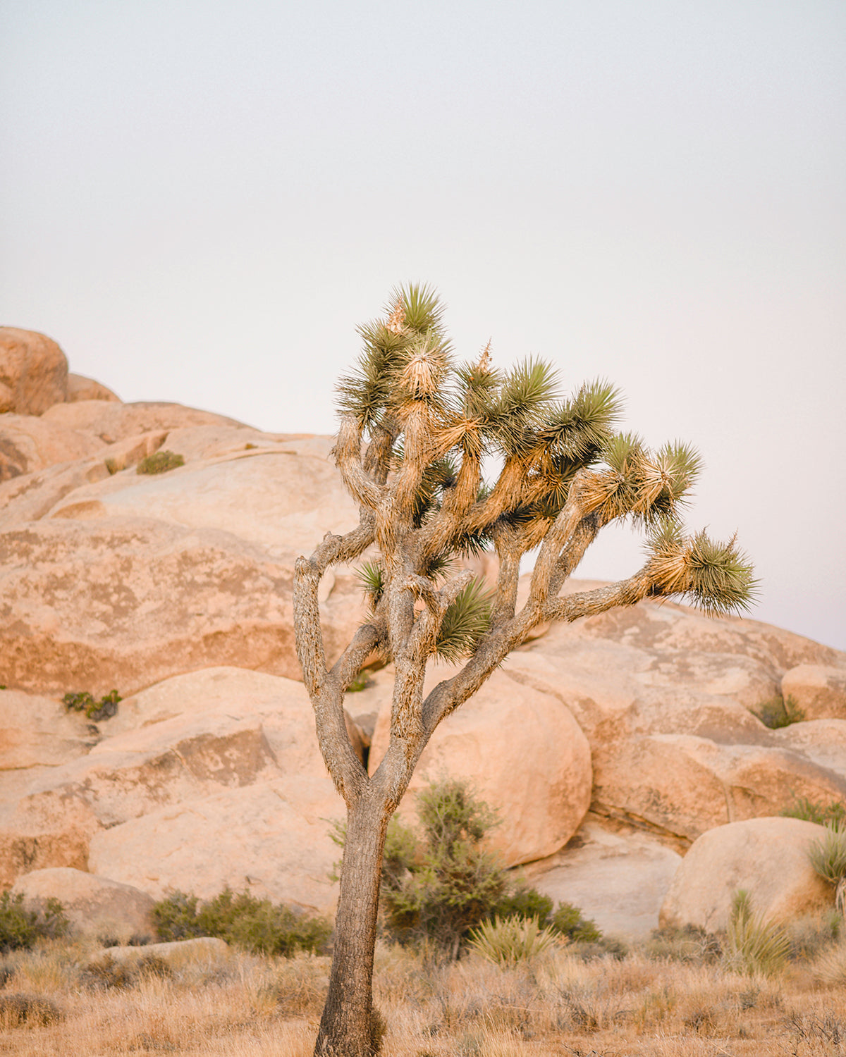 Yucca Desert Print