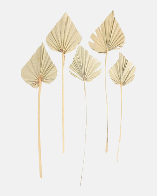 Tall Natural Dried Palm Spears