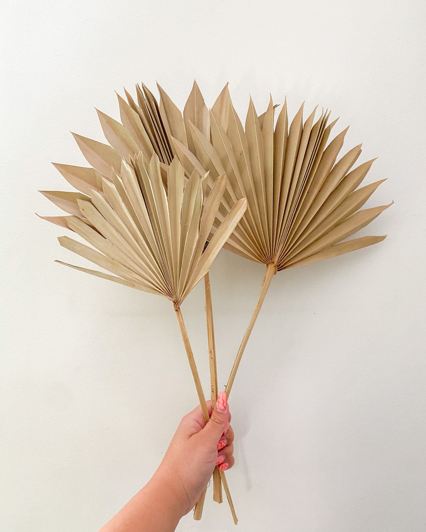 Natural Dried Palm Fan Spears