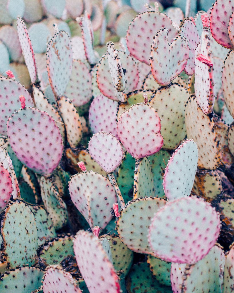 Pastel Cactus Print