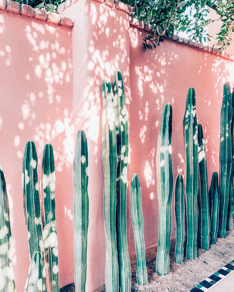Pink Cactus Print