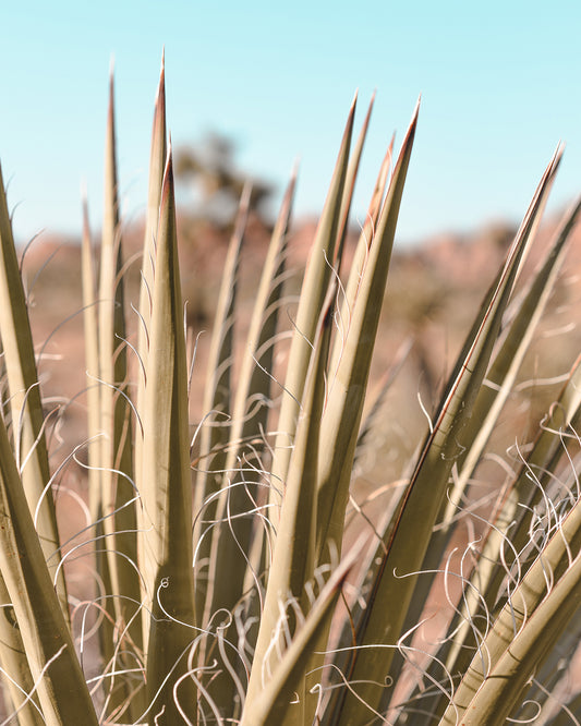 Agave Print