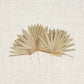 Natural Dried Palm Fan Spears