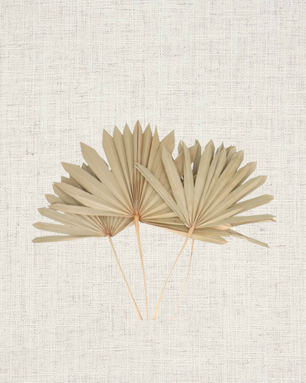Natural Dried Palm Fan Spears