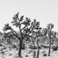 Joshua Tree Print