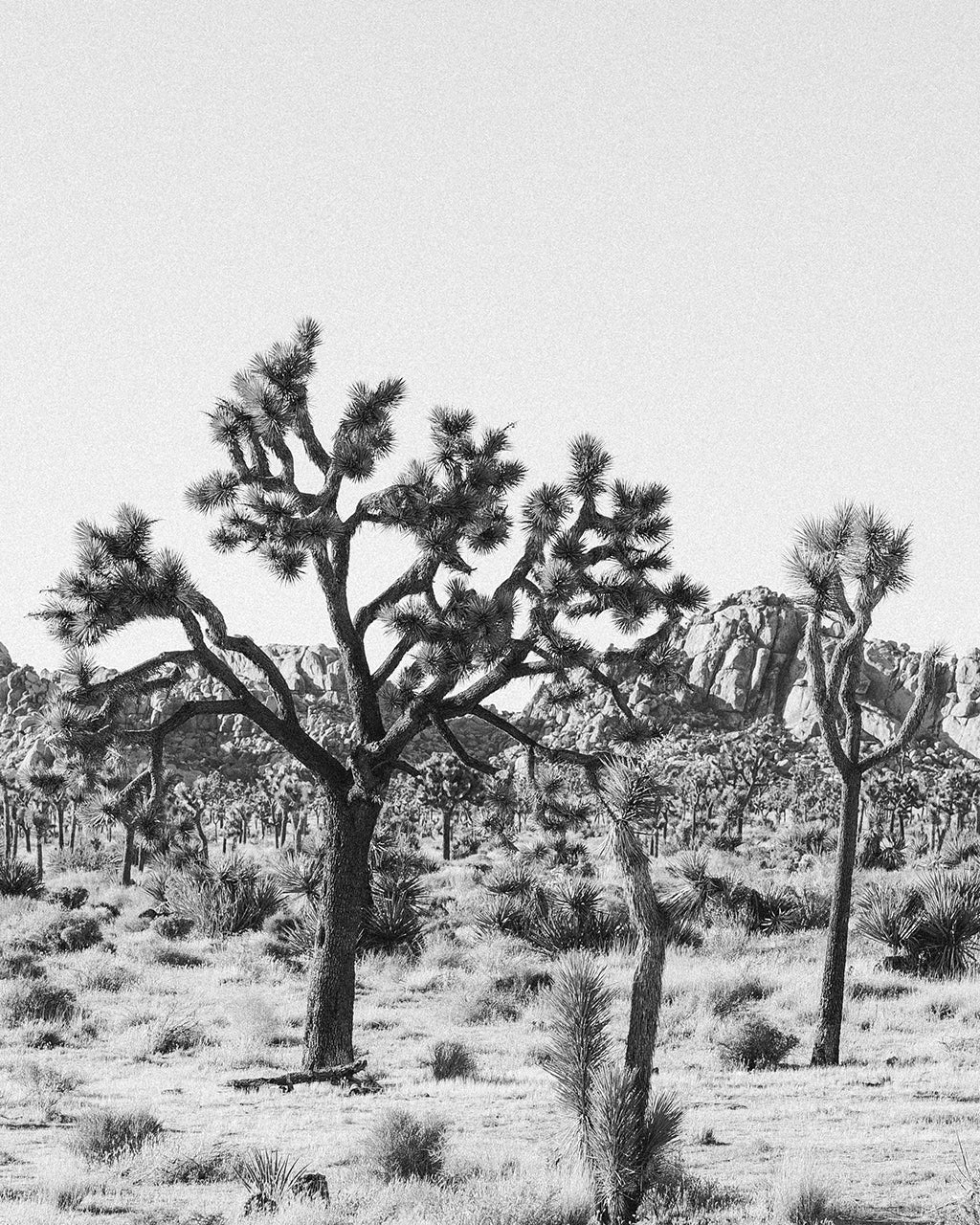 Joshua Tree Print