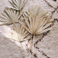 Natural Dried Palm Fan Spears
