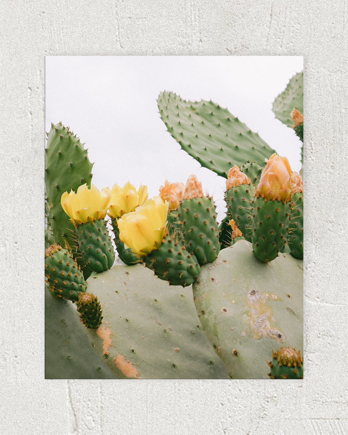 Prickly Pear Print