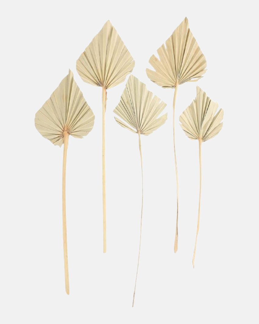 Tall Natural Dried Palm Spears