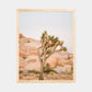 Yucca Desert Print