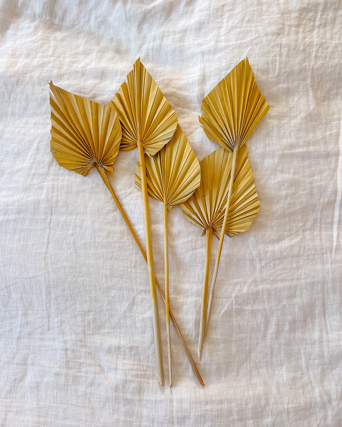 Mustard Yellow Dried Palm Spears